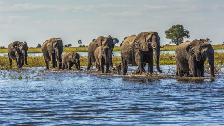Animal Culture Linked to Conservation