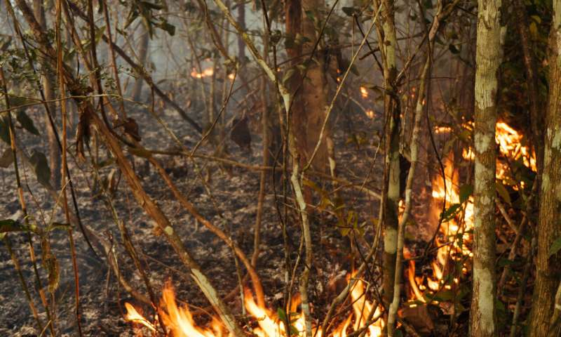 El Niño contributes to insect collapse in the Amazon says Lancaster ...