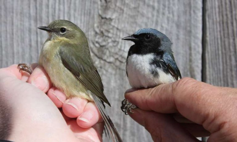 Fifty years of data show new changes in bird migration
