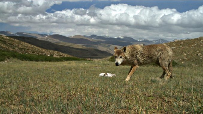 Himalayan wolf discovered to be a unique wolf adapted to harsh high altitude life says University of Oxford