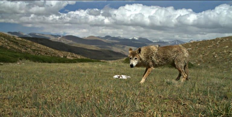 Himalayan wolf discovered to be a unique wolf adapted to harsh high altitude life says University of Oxford