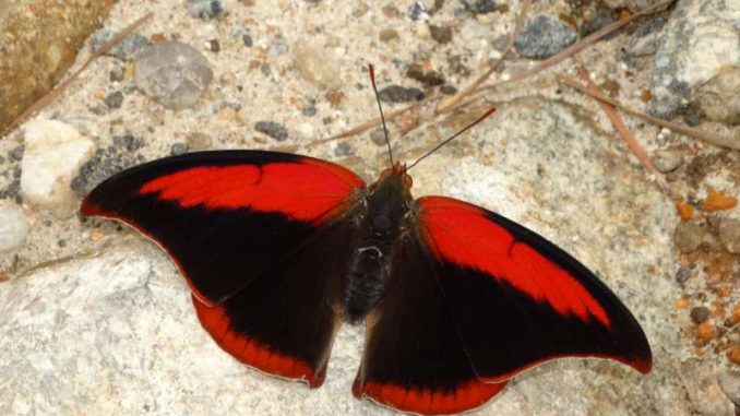 Scientists warn humanity about worldwide insect decline Scientists warn humanity about worldwide insect decline