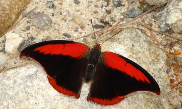 Scientists warn humanity about worldwide insect decline