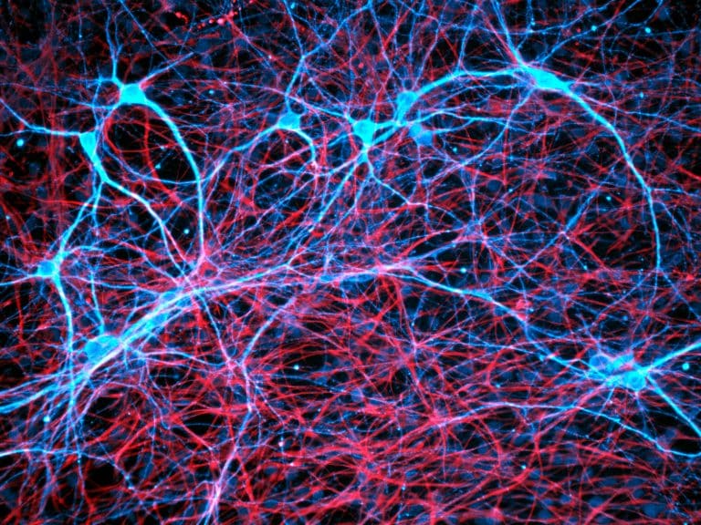 Synchronization of neurons is critical for learning and forming memories