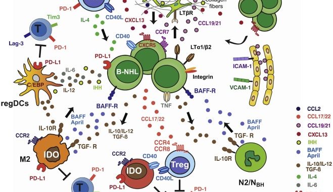 Targeting the cancer microenvironment