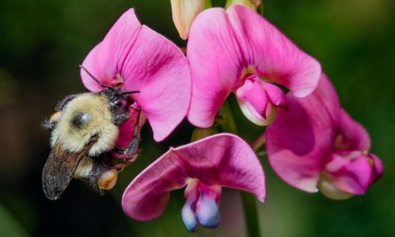Why bumble bees are going extinct in time of 'climate chaos'