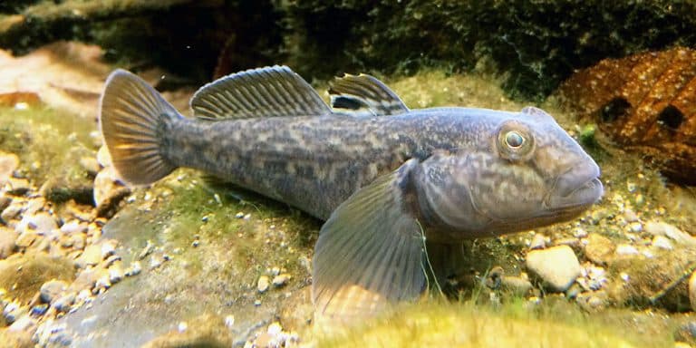 Why the goby can conquer the waters of the world