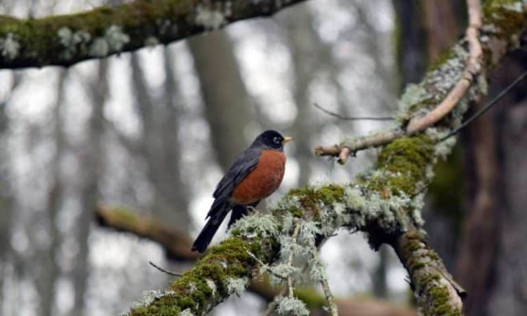 Wildness in urban parks important for human well-being