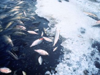 Efforts to increase salt and fresh water fish farms