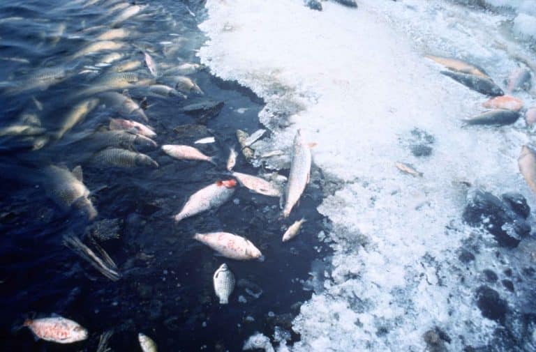 Efforts to increase salt and fresh water fish farms