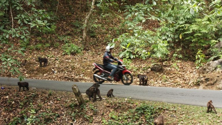 Feeding wildlife can disrupt animal social structures