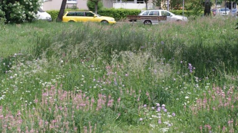 How quickly do flower strips in cities help the local bees