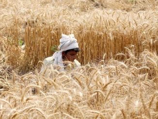 In wake of COVID-19 spread, ICAR issues Advisory to farmers for Rabi crops