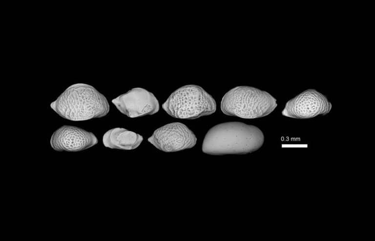 Paleontologists discover solid evidence of formerly elusive abrupt sea-level jump