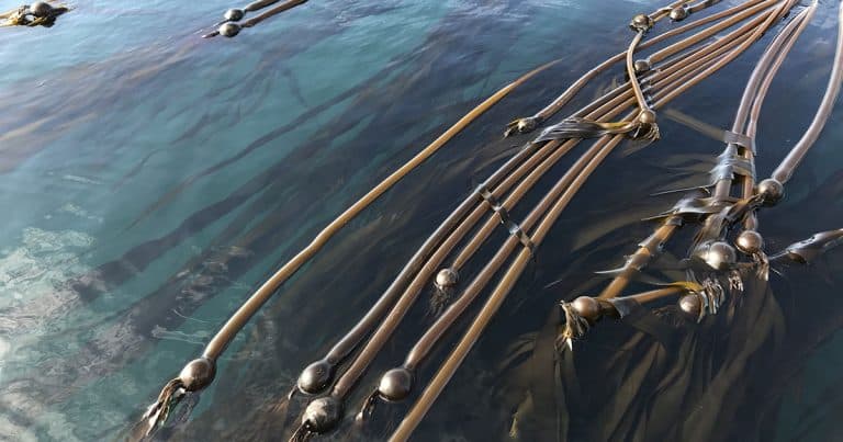 Satellite data boosts understanding of climate change's effects on kelp