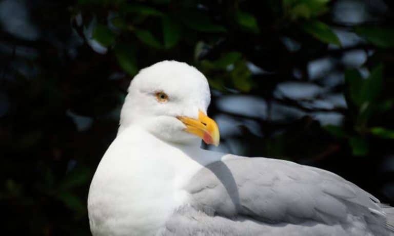 Seagulls do favor food humans have handled