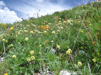 Seeds in Tibet face impacts from climate