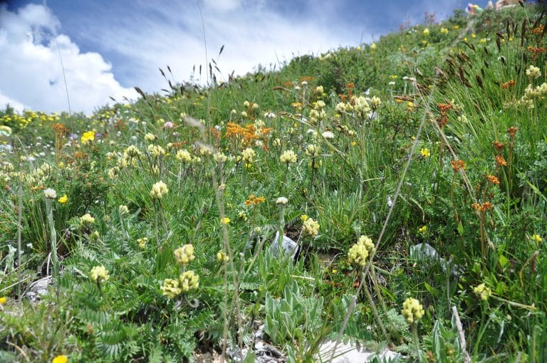 Seeds in Tibet face impacts from climate