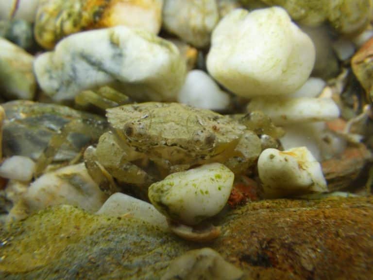 Ship noise leaves crabs too stressed to hide from danger