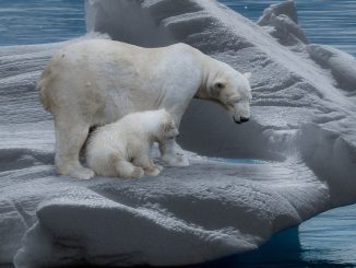 Shrinking sea ice is creating an ecological trap for polar bears