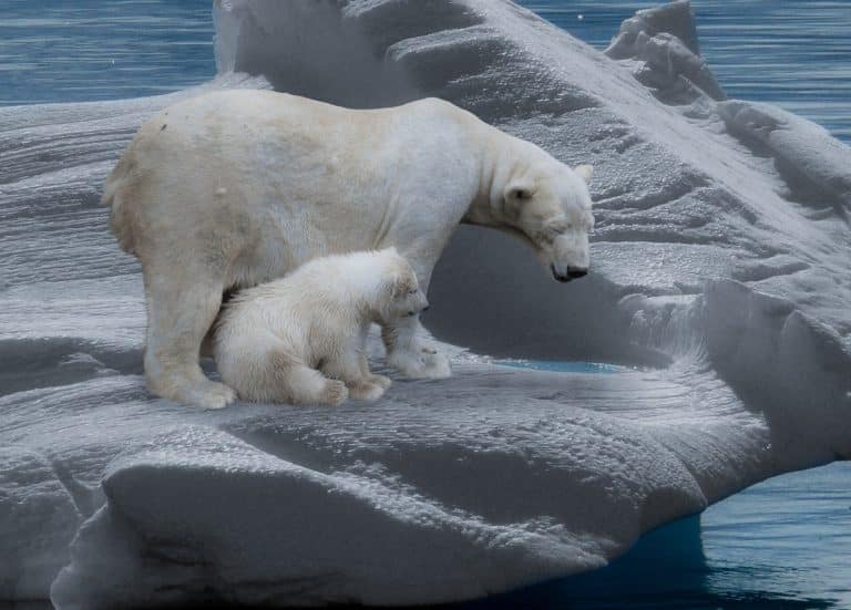 Shrinking sea ice is creating an ecological trap for polar bears