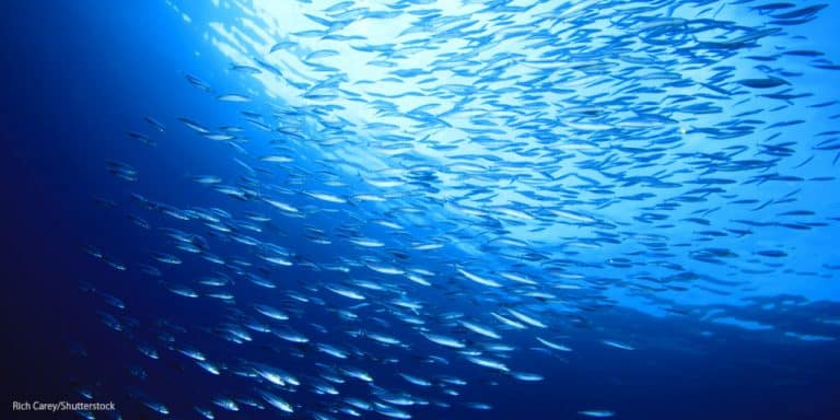 Tropical nations are worst hit by climate-related fish shifts
