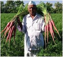 Biofortified carrot variety developed by farmer