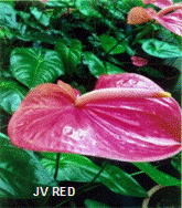 NIF boosts new varieties of Anthurium, a flower with high market value, by lady innovator from Kerala