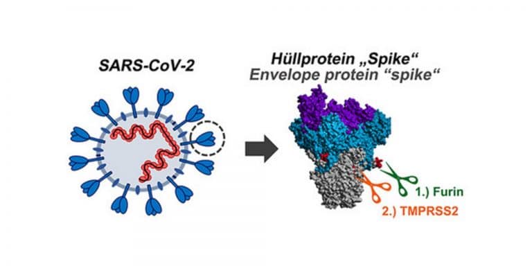 Activation of the SARS coronavirus 2 revealed
