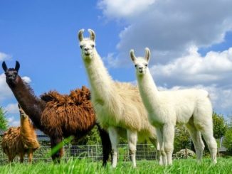 Antibodies from llamas could help