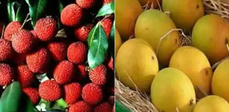 Bihar Postal Circle to deliver Shahi Lichi and Zardalu Mango at doorsteps of people