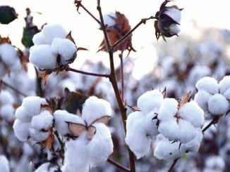 Cotton procurement through MSP operations continuin