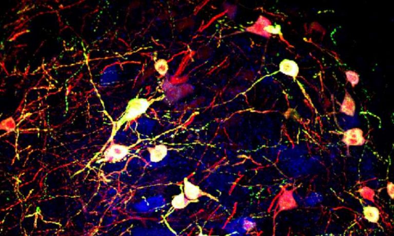 Exercise boosts motor skill learning via changes in brain's transmitters