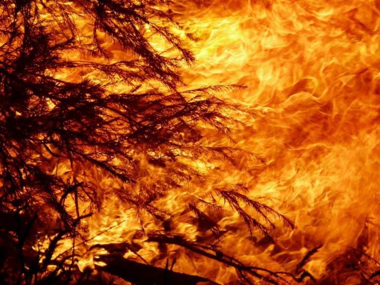 Recent Australian wildfires made worse by logging