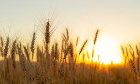 Scientists take a step closer to heat-tolerant wheat