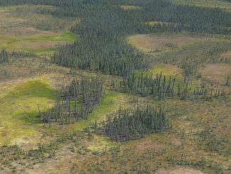 Water loss in northern peatlands threaten to intensify fires & global warming