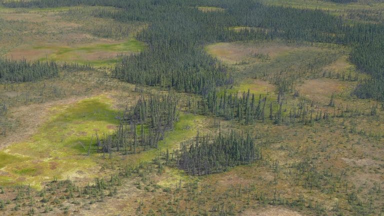 Water loss in northern peatlands threaten to intensify fires & global warming