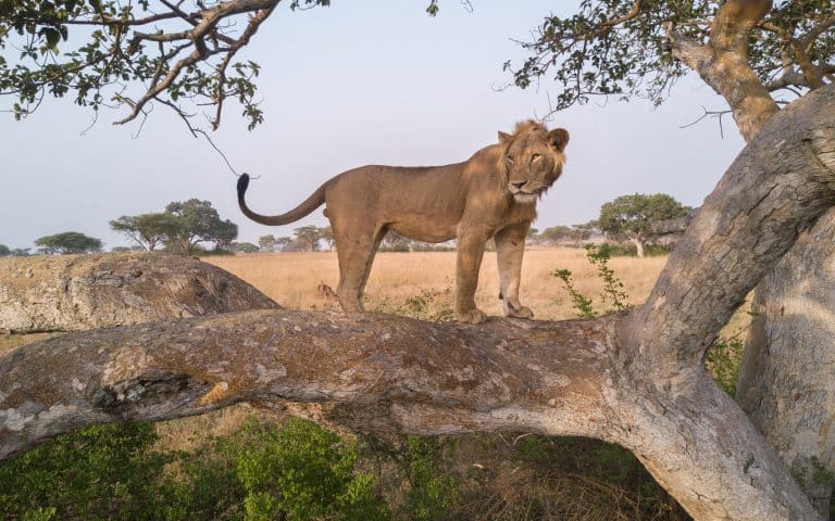 African lion counts miss the mark, but new method shows promise
