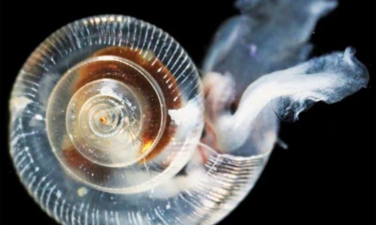 Arctic Ocean acidification worse than previously expected