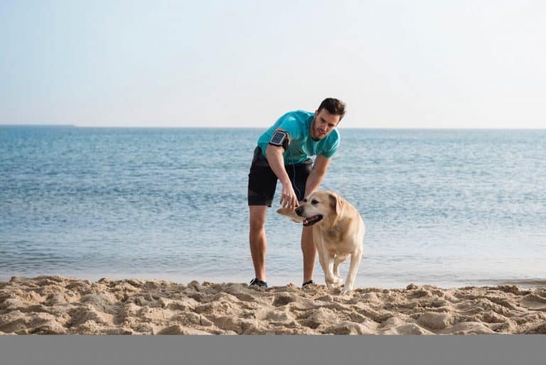 CBD improves arthritis symptoms in dogs