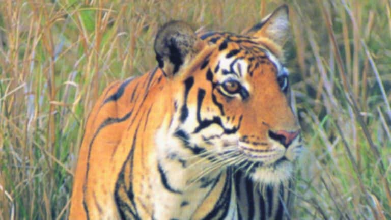 Clarification over Tiger Deaths over last 8 years