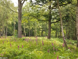 Climate could cause abrupt British vegetation changes
