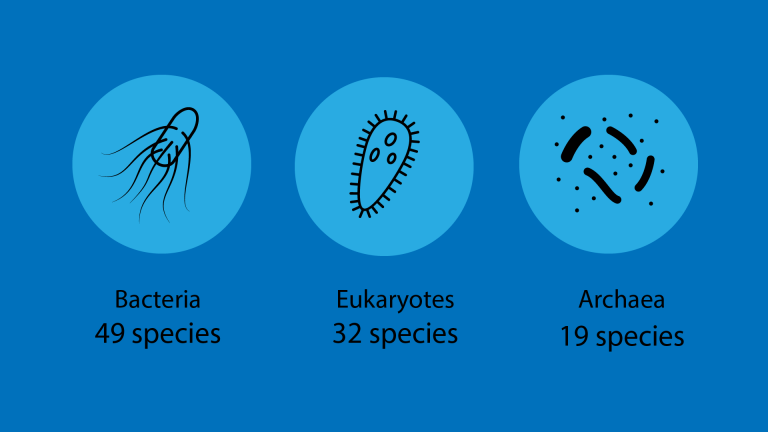 Earth's species have more in common thaEarth's species have more in common than previously believedn previously believed