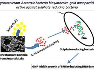 Eco-friendly Synthesis of Gold Nanoparticles from Antarctic Bacteria for Therapeutic Use