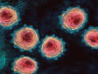 Evolution of pandemic coronavirus outlines path from animals
