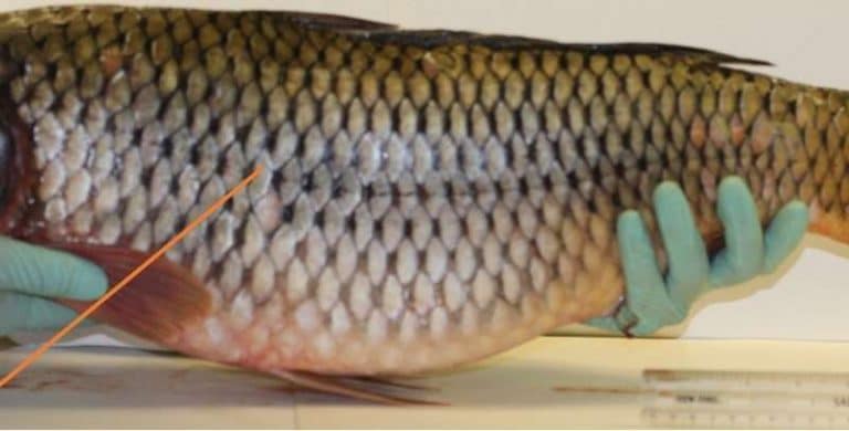 Fish armor both tough and flexible