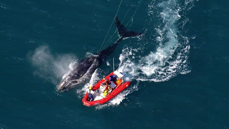 Fishing less could be a win for both lobstermen