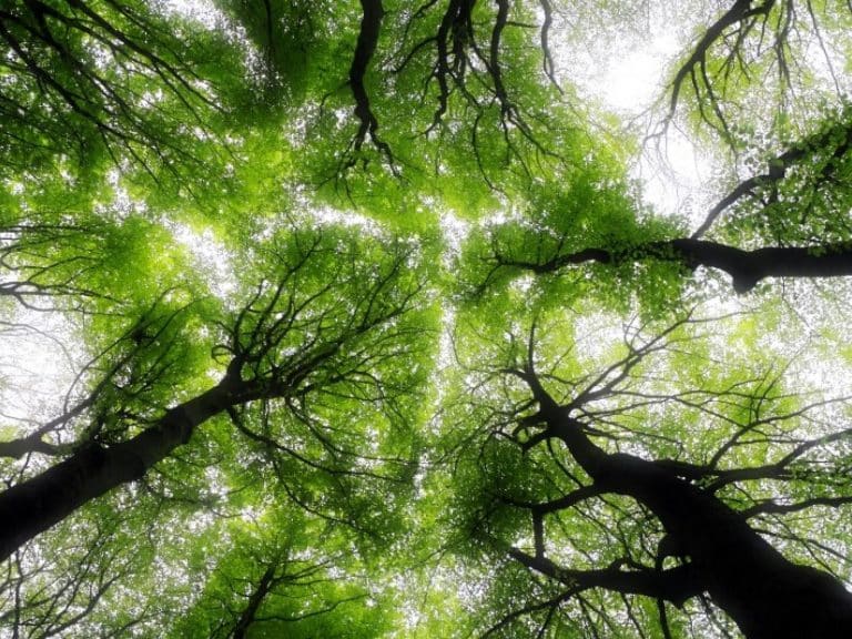 Global environmental changes leading to shorter, younger trees