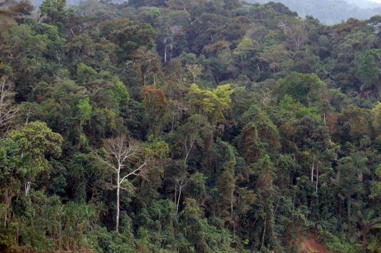 Gold mining with mercury poses health threats for miles downstream finds Duke University