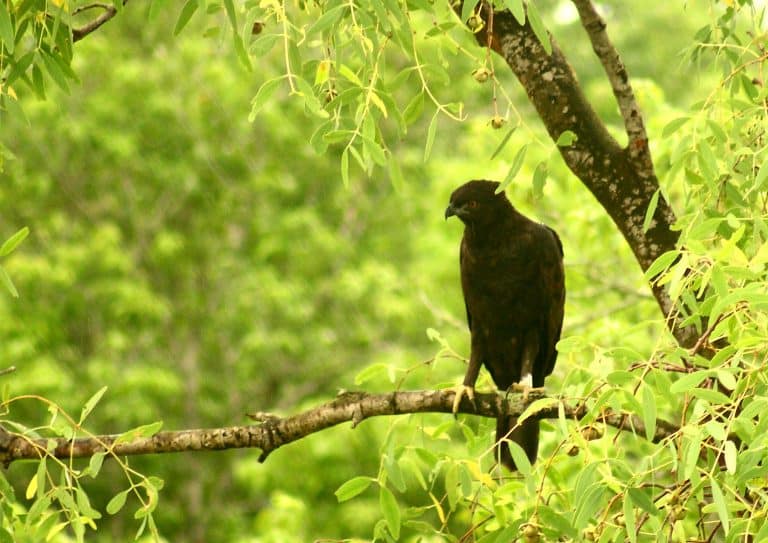 Govt issues advisory to streamline process for import & possession of exotic live species in India